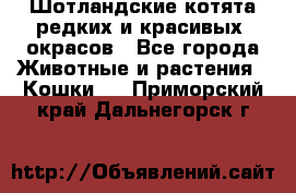 Шотландские котята редких и красивых  окрасов - Все города Животные и растения » Кошки   . Приморский край,Дальнегорск г.